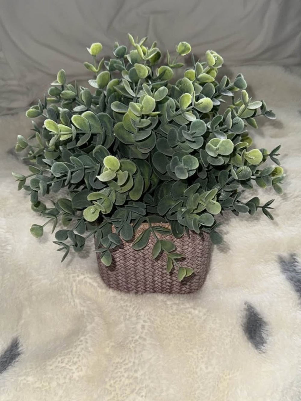 Decorative plant